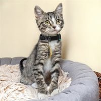 TIGER - Photo 1