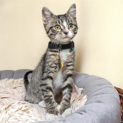 TIGER - Domestic Short Hair available for adoption