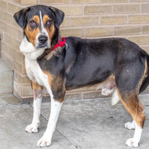 DANTE - Black and Tan Coonhound available for adoption