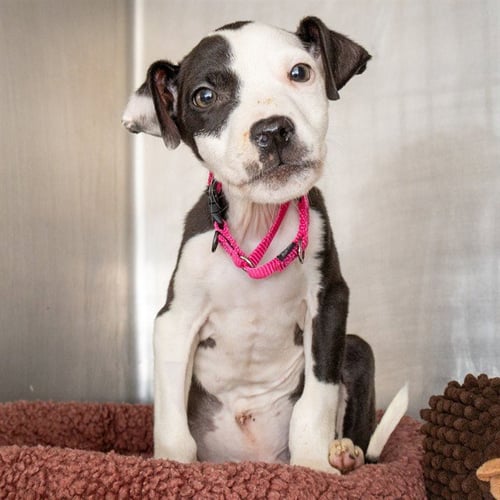 OREO - Pit Bull Terrier available for adoption