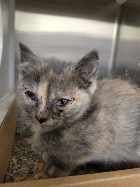 STUFFING - Domestic Short Hair available for adoption