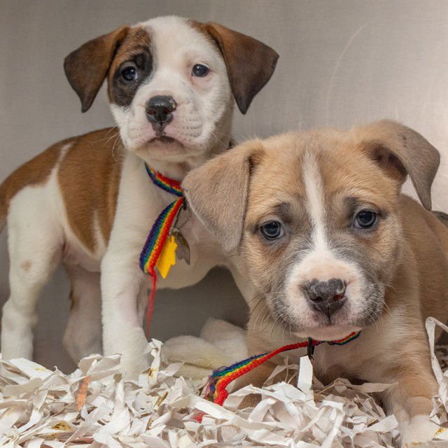 ALANIS - Akita available for adoption