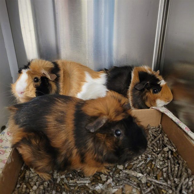 TRUFFLE - Guinea Pig available for adoption