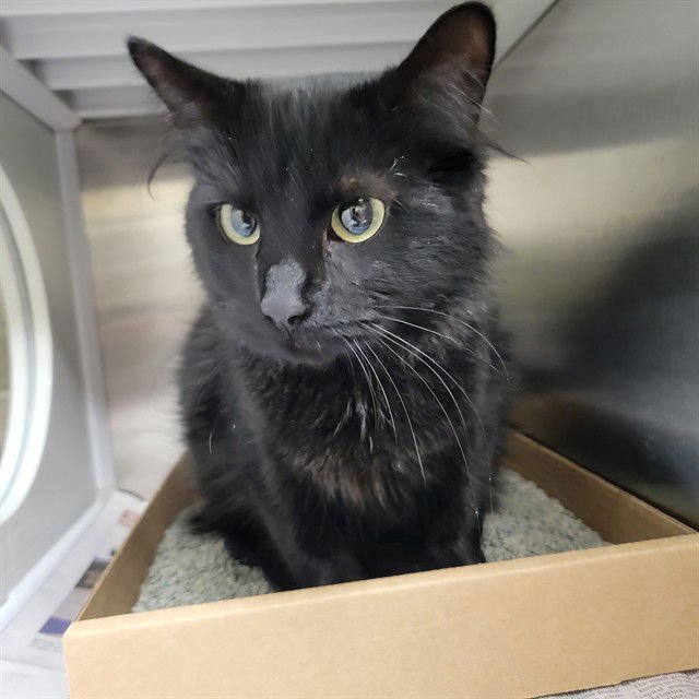 HARMONY - Domestic Short Hair available for adoption