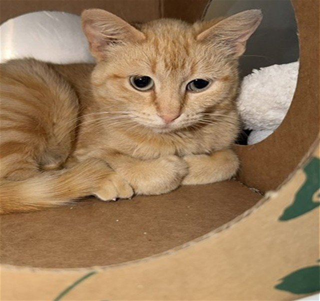 SABRINA Image