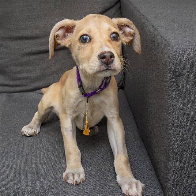 CHRISTINE - Australian Cattle Dog/Blue Heeler / Beagle available for adoption