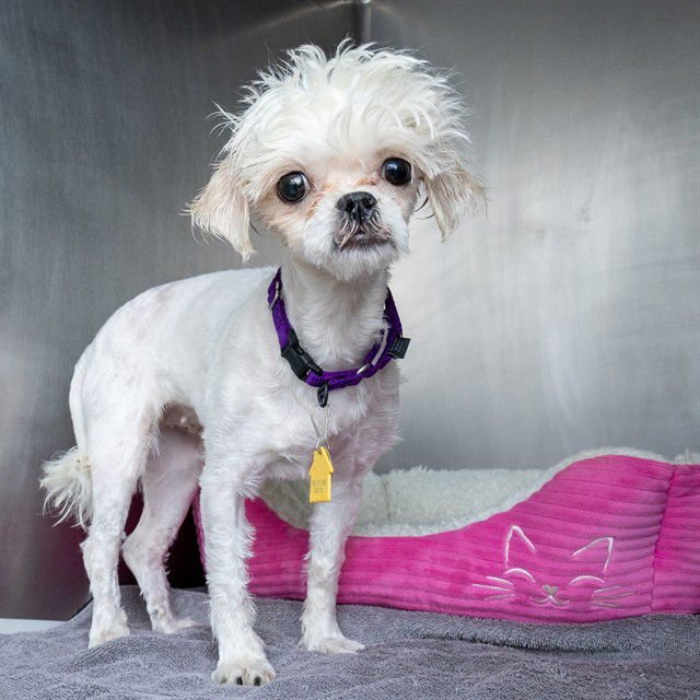 SNOWFLAKE - Maltese / Shih Tzu available for adoption