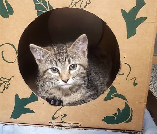 BABY GIRL - Domestic Short Hair available for adoption