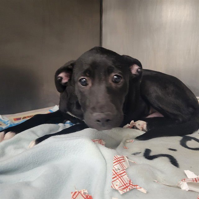 BASALT - Pit Bull Terrier / Labrador Retriever available for adoption