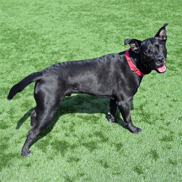 HARLEY - Pit Bull Terrier / Labrador Retriever available for adoption