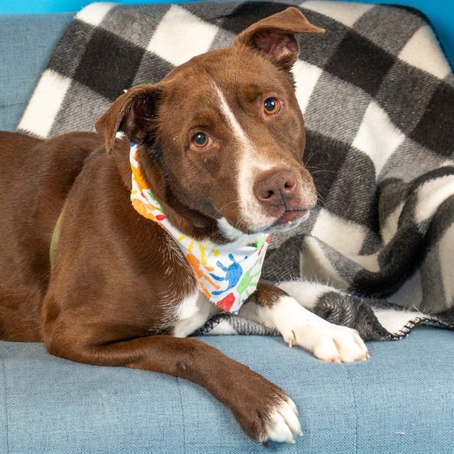 MONICA - Pointer available for adoption