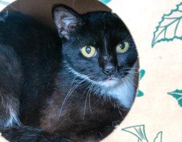 MINT - Domestic Short Hair available for adoption