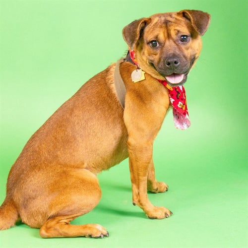 JUNO - Beagle available for adoption