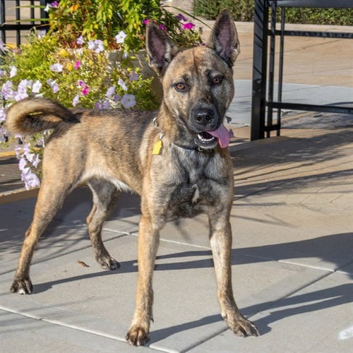 ZELDA - Belgian Shepherd Malinois available for adoption
