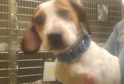 DOC - Basset Hound / Pointer available for adoption