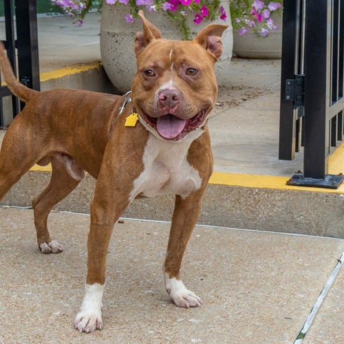 DREAMY - Pit Bull Terrier available for adoption