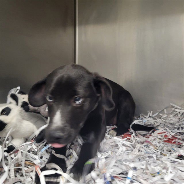 WYNTER - Siberian Husky available for adoption