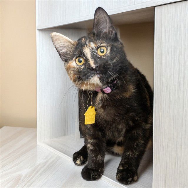 POP - Domestic Short Hair available for adoption