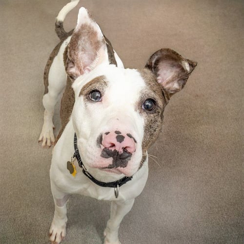 BRUCE - Pit Bull Terrier / Australian Cattle Dog/Blue Heeler available for adoption
