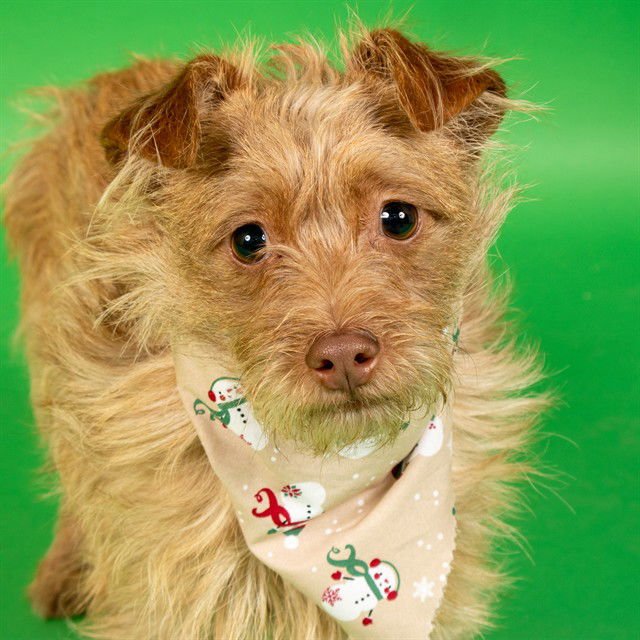 LEO - Norfolk Terrier available for adoption