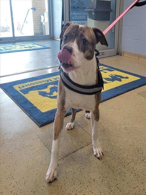 PRINCESS - Pit Bull Terrier available for adoption