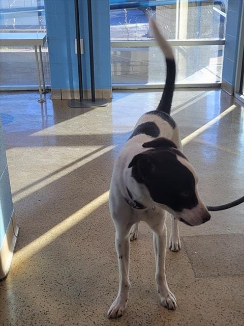 HUNTRESS - Pointer available for adoption