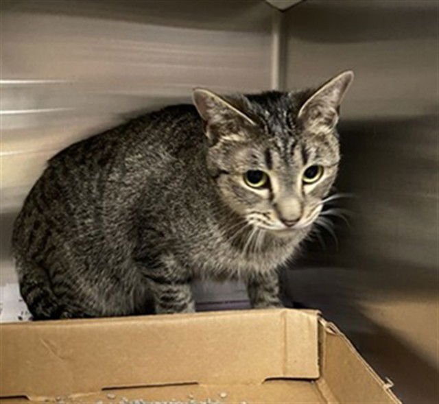 DEER - Domestic Short Hair available for adoption