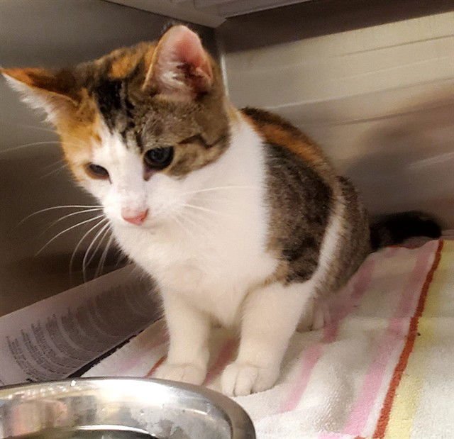 LORIS - Domestic Short Hair available for adoption