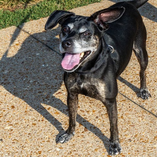 ATHENA - Beagle / Pit Bull Terrier available for adoption