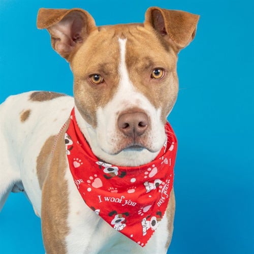 ROCKY - Pit Bull Terrier available for adoption