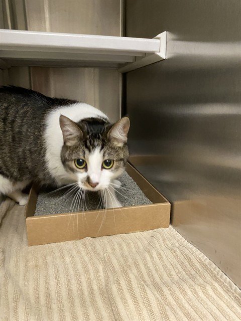 LUCY - Domestic Short Hair available for adoption