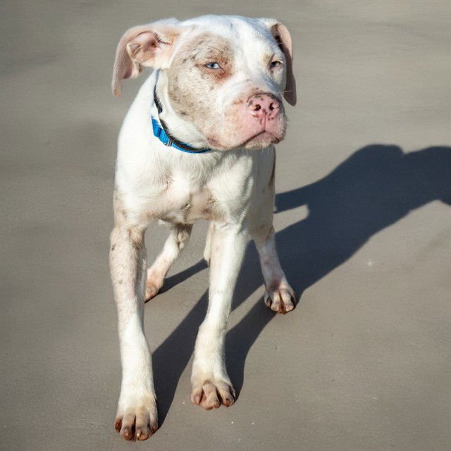 TOVE - Pit Bull Terrier available for adoption