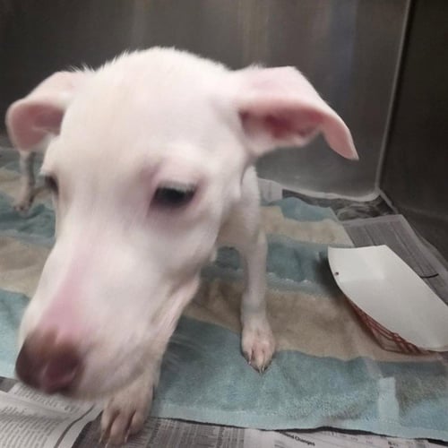 BUNSEN - Pit Bull Terrier available for adoption
