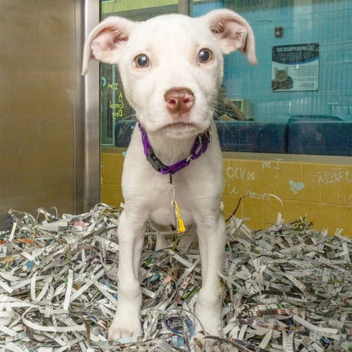 BUNSEN - Pit Bull Terrier available for adoption