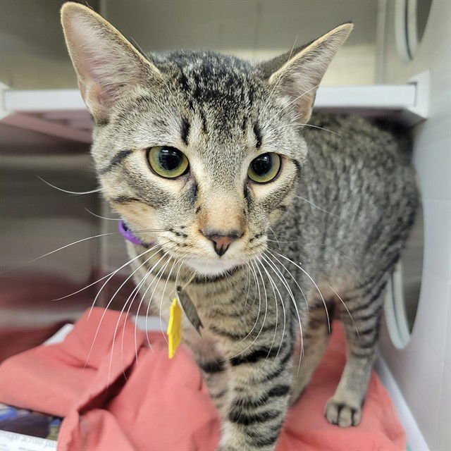 LEMONADE - Domestic Short Hair available for adoption