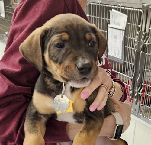 RAGWEED - Labrador Retriever available for adoption