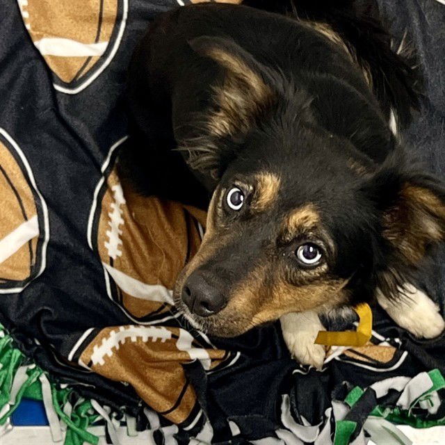 DRAGONFLY - Australian Shepherd available for adoption