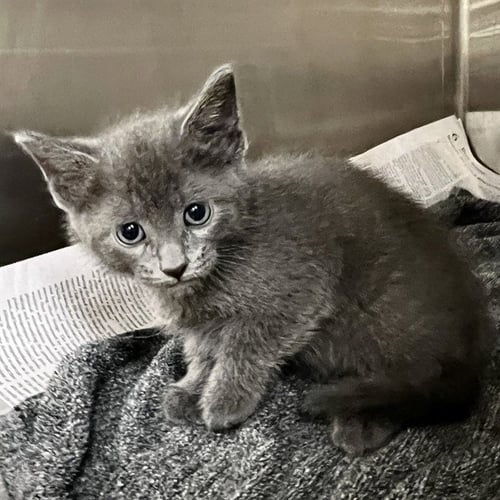 BILLY - Domestic Short Hair available for adoption