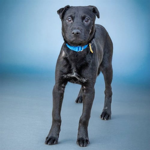 DUNMORE - Labrador Retriever / Chinese Shar-Pei available for adoption