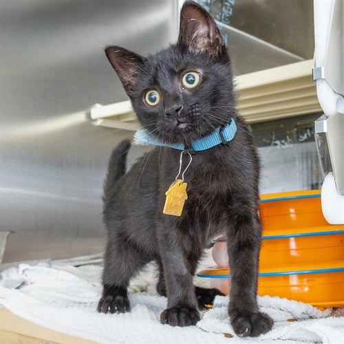 COCOA PUFFS - Domestic Short Hair available for adoption