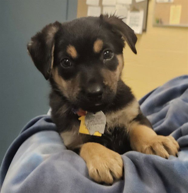 PAWPAW - Chihuahua available for adoption