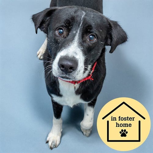 FINN - Labrador Retriever available for adoption