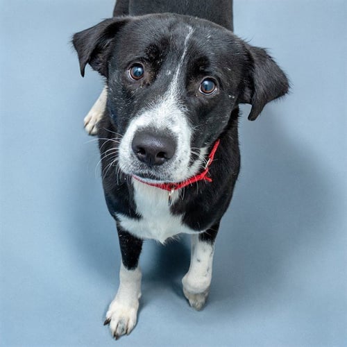 FINN - Labrador Retriever for adoption in St. Louis