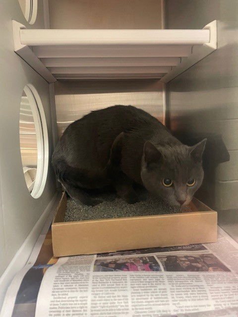 GIBBON - Domestic Short Hair available for adoption