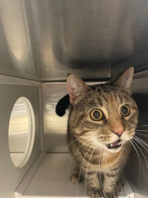 MABLE - Domestic Short Hair available for adoption