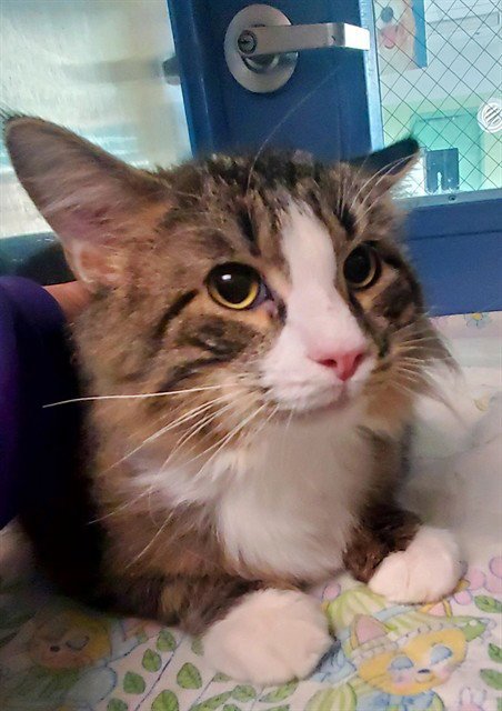 TITUS - Domestic Long Hair available for adoption