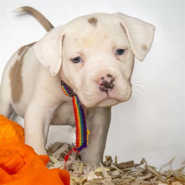 CASH - Akita available for adoption