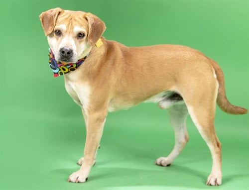 CHASE - Beagle available for adoption