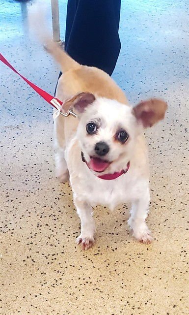 SOPHIE MAY - Maltese available for adoption