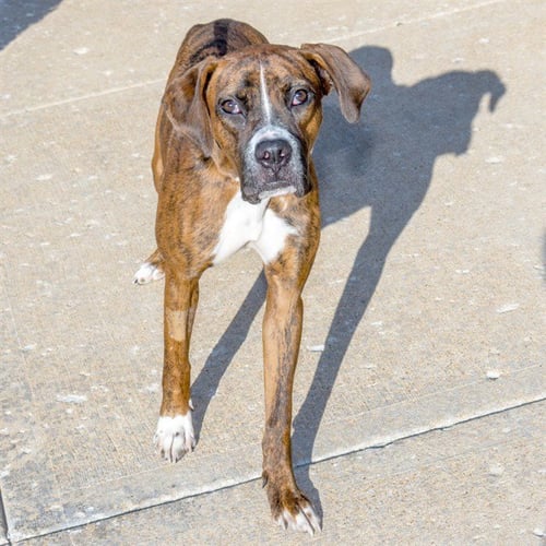 LUNA - Boxer available for adoption